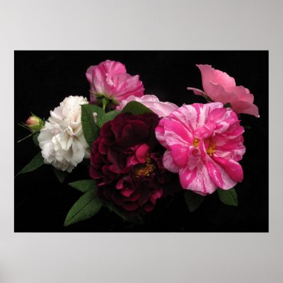 Antique Roses Posters by Bebops