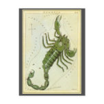Antique Scorpio, Scorpion, Signs of the Zodiac Postcard
