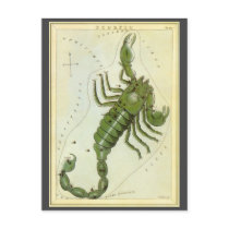 Antique Scorpio, Scorpion, Signs of the Zodiac Postcard