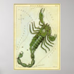 Antique Scorpio, Scorpion, Signs of the Zodiac posters