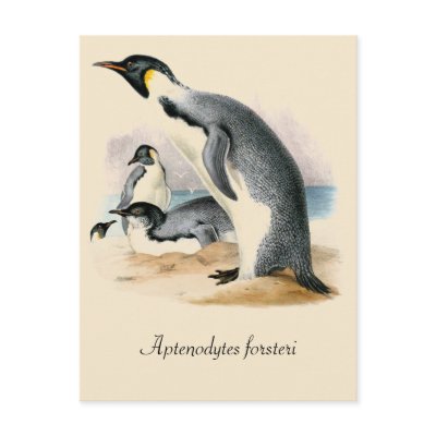 Antique vintage drawing Emperor Penguin by aapshop