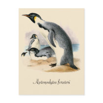 Antique vintage drawing Emperor Penguin