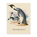 Antique vintage drawing Emperor Penguin postcards