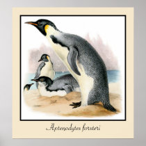 Antique vintage drawing Emperor Penguin