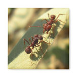 Ants & Attitude - Magnet #2