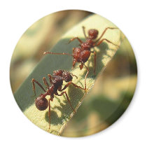 Ants & Attitude - Magnet #4