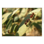 Ants & Attitude - Note Card #1