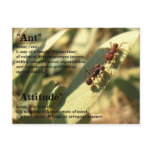 Ants & Attitude - Postcard #2