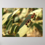 Ants & Attitude - Poster #1