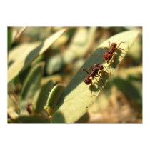 Ants & Attitude - Poster #1 posters