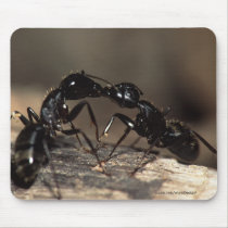 Ants mousepads