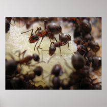 Ants on a piece of pineapple print