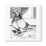 Antwerp Long Faced 1980 magnets