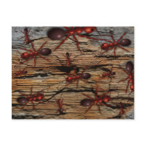 Antz N' Wood "Infested" Postcard