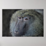 Anubis Baboon African Monkey Wildlife Photo Poster