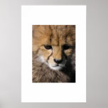 Anubis posters