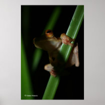 Anura_2 Print