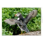 Any Occasion Puffin Greeting Card