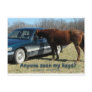 Anyone seen my keys? Car and Horse Humour Postcards