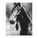 Apache beautiful black stallion canvas print