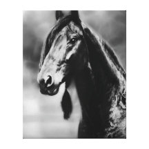 Apache beautiful black stallion canvas print