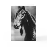 Apache horses cards