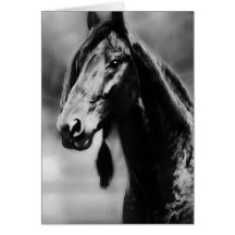 Apache horses cards