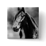 Apache horses pinback buttons