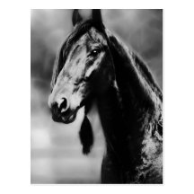 Apache horses post card
