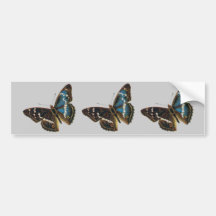 Apatura iris male, Apatura iris male, Apatura i... Bumper Sticker