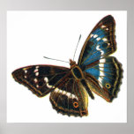 Apatura iris male
