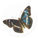 Apatura iris male