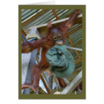 Ape for Green cards