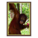 Ape for Watermelon cards