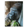 Ape Hood Greeting Cards