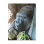 Ape Hood Post Card