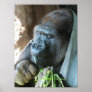 Ape Hood Poster