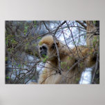 Ape Keeper posters