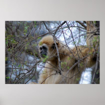 Ape Keeper Print