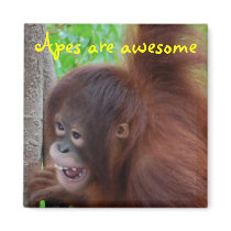 Apes are Awesome Refrigerator Magnet