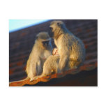Apes family moments postcard