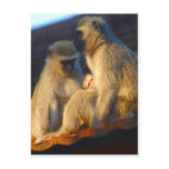 Apes family moments postcard