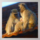 Apes family moments posters