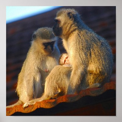 Apes family moments print by laureenr