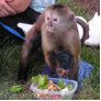 APES Goods for Good Monkey Sculpture Acrylic Cut Outs