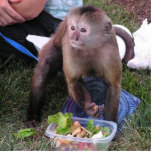 APES Goods for Good Monkey Sculpture photo sculptures