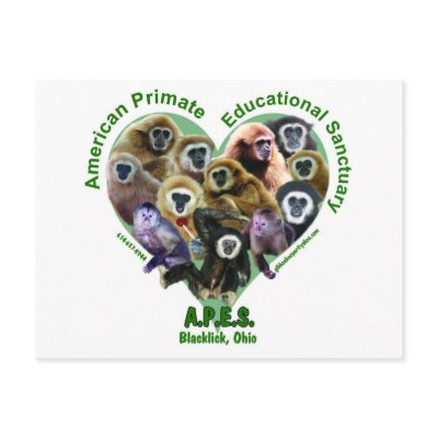 APES Goods for Good Postcards by PrimateEducation