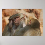 Apes hear no evil posters