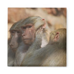 Apes hear no evil refrigerator magnet