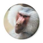 Apes Howdy Fridge Magnet